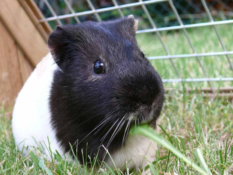 American Guinea Pig Breed Lafeber Co. Small Mammals