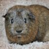brown and gray guinea pig standing on carpet