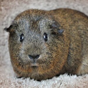 brown and gray guinea pig standing on carpet