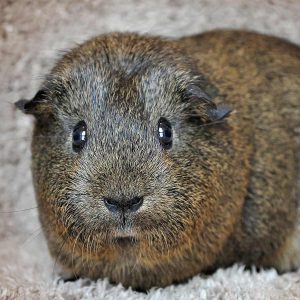 guinea pig standing