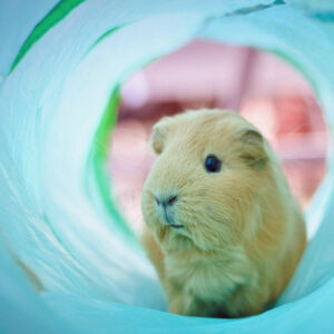 Tan and white guinea pig standing inside a blue fabric tunnel