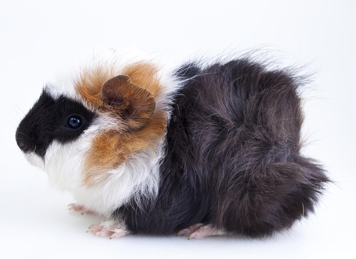 black, white and orange guinea pig with fur rosettes