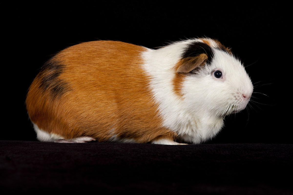 orange, white and black, shorthaired guinea pig