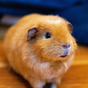 mostly orange guinea pig standing on polished wood surface