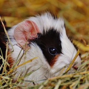 guinea pig sitting on hay