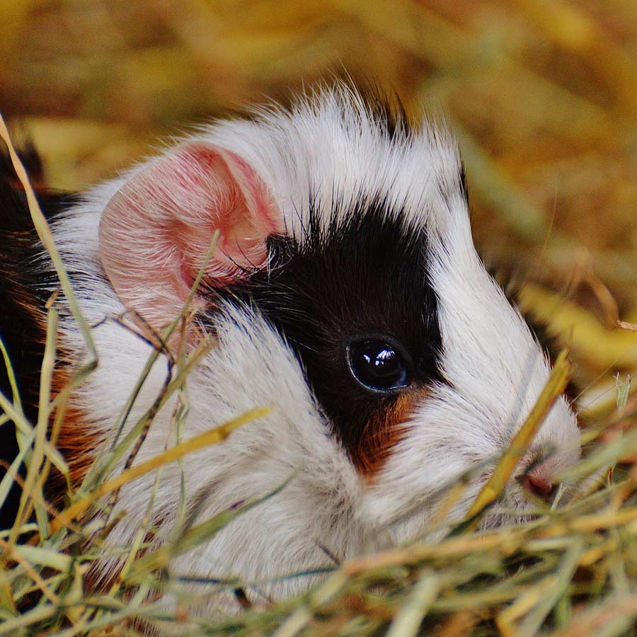 can guinea pigs have