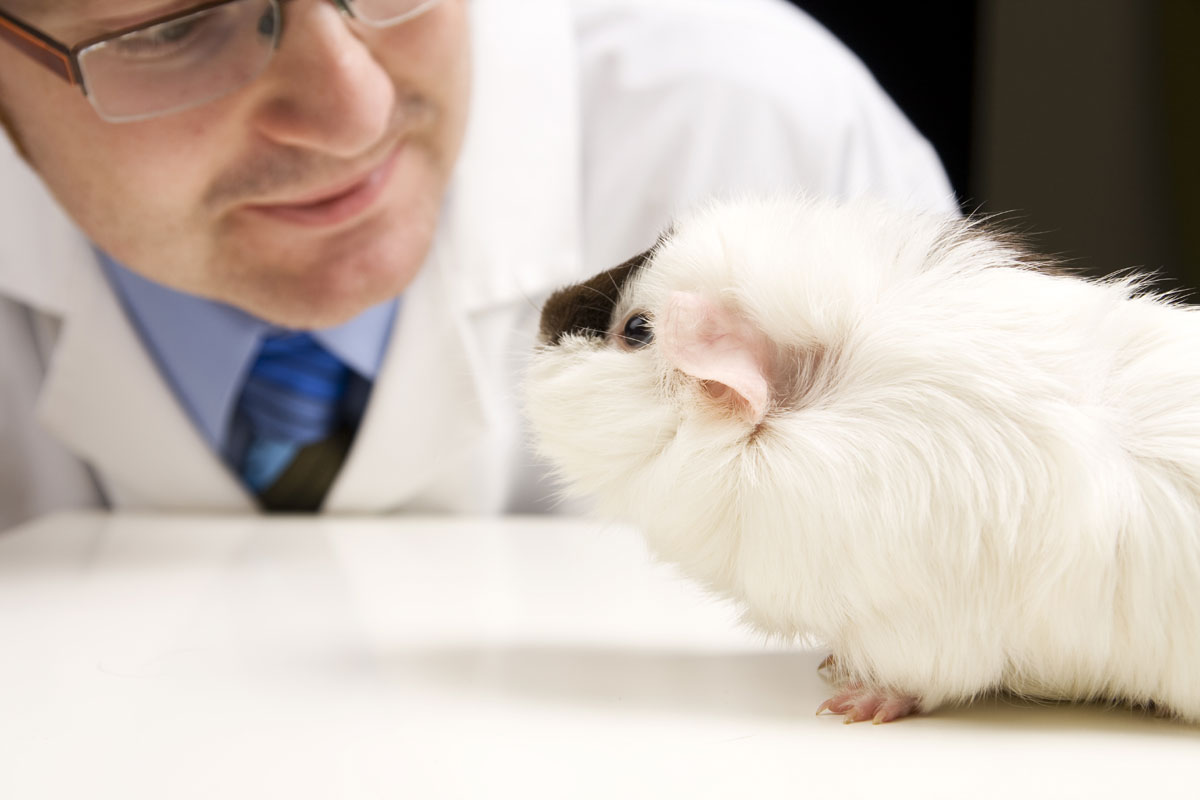 vet face to face with guinea pig who is standing on table