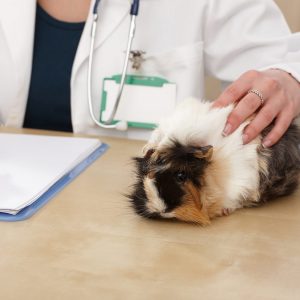 guinea pig on table beside clipboard and veterinarian