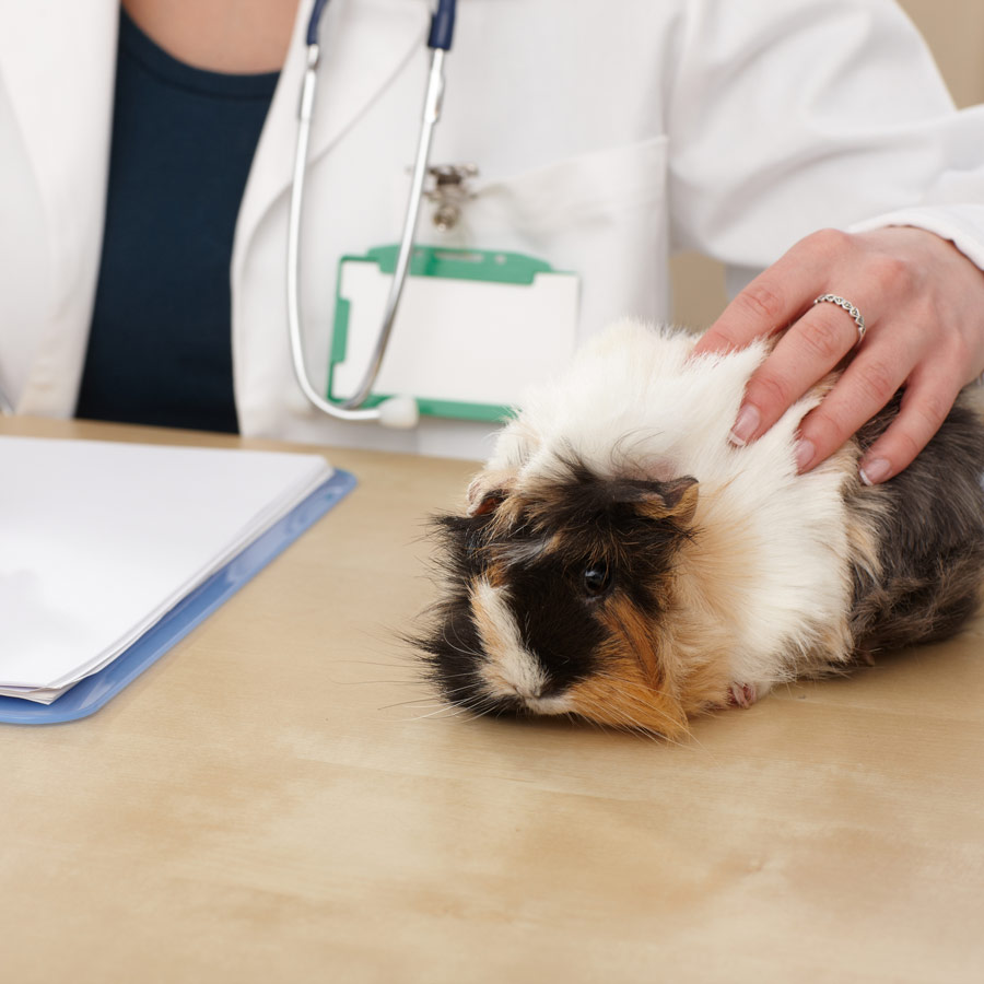 guinea pig veterinary care