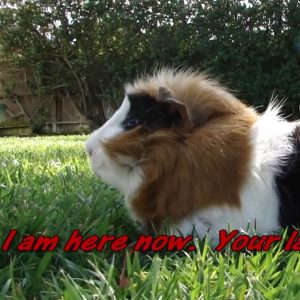 guinea pig outside on grass