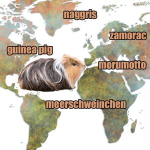 guinea pig on world map