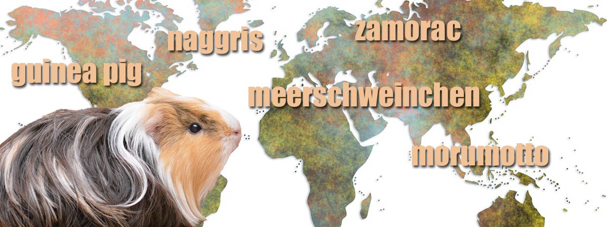 guinea pig on map of world