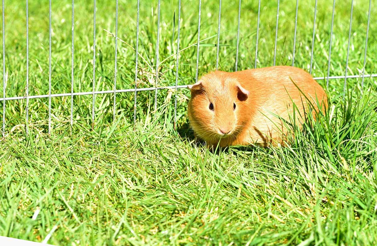 guinea pig on grass outdoors in x-pen