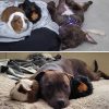 guinea pigs and Pit Bull share dog bed