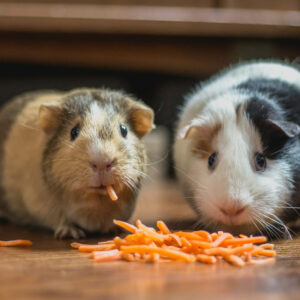 two guinea pigs eating shredded carrot