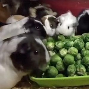 herd of guinea pigs eating pile of Brussels sprouts