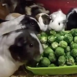 Guinea pig shop and brussel sprouts