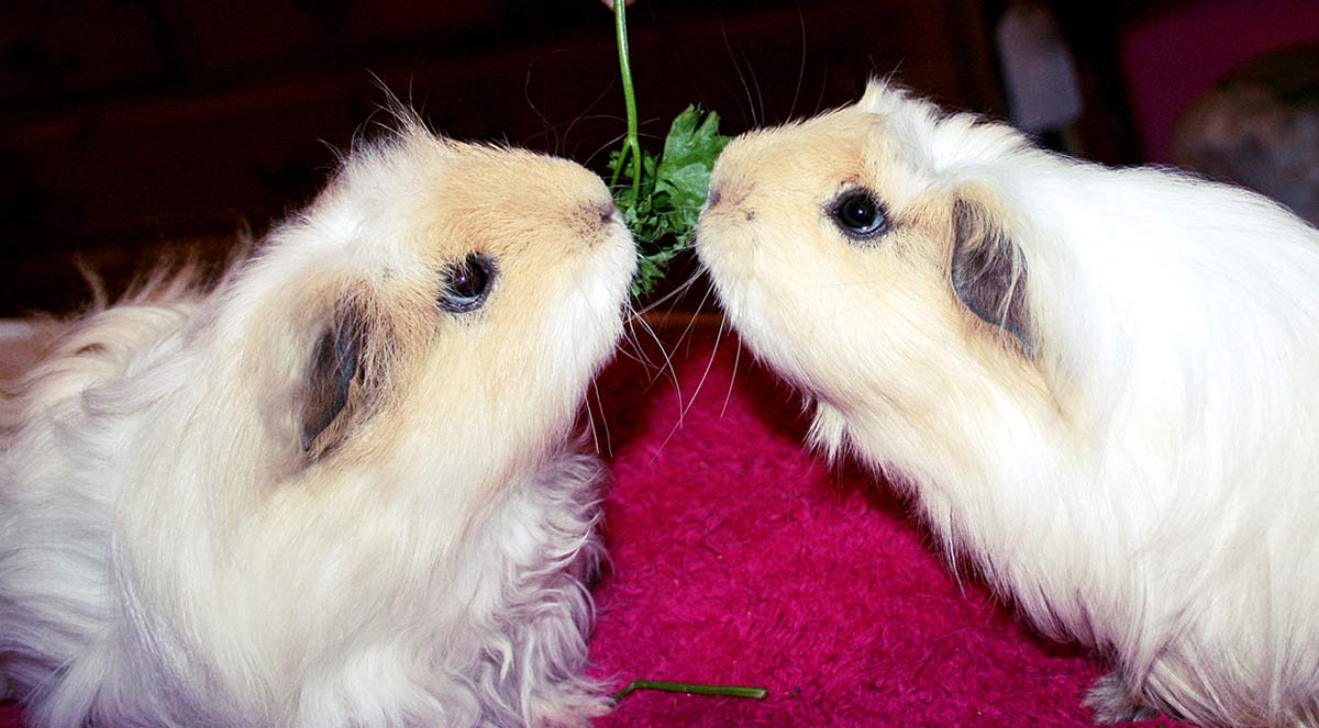 two guinea pigs eating