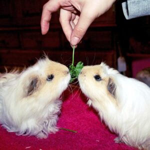 two guinea pigs on towel reaching heads up toward hand dangling a piece of parsley