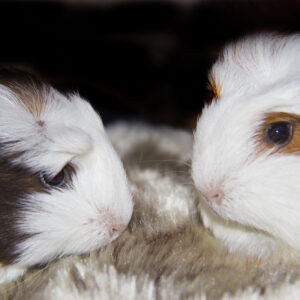 two guinea pigs nose to nose, showing only heads