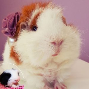 guinea pig faces