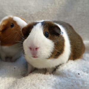 two American guinea pigs posed on white fabric