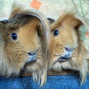 two guinea pigs side by side