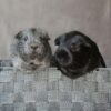 two guinea pigs peering over the edge of a gray basket