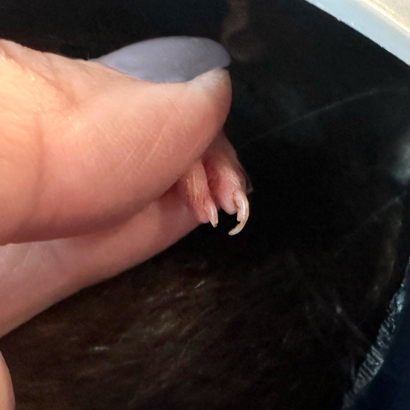 Pet Rat Nail Care Lafeber Co. Small Mammals