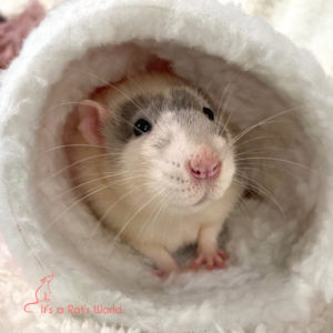 a rat peering through a white fabric tunnel