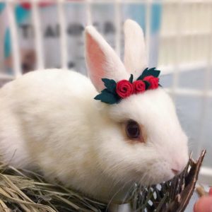 rabbit wearing rose crown