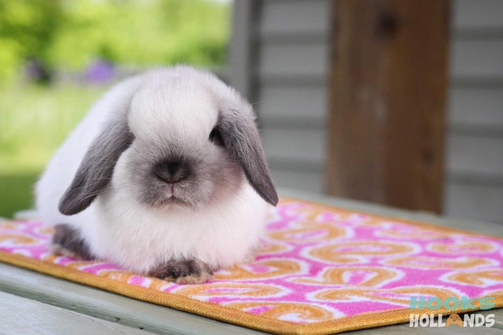 Mini dwarf hot sale bunny