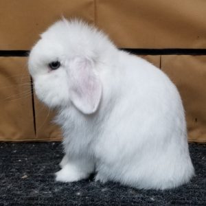 White best sale lop bunny