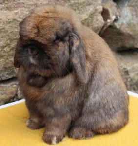 holland lop ear bunny