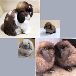 collage of Holland Lop rabbit photos