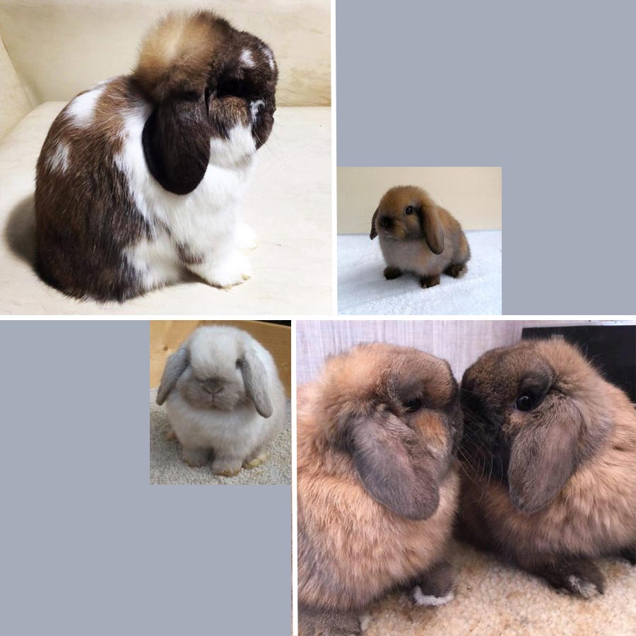 What do holland lop bunnies eat