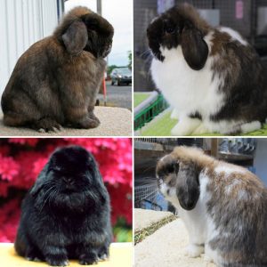 collage of Holland Lop rabbits