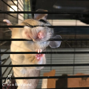 Brisby the packrat standing and poking her nose through cage bars