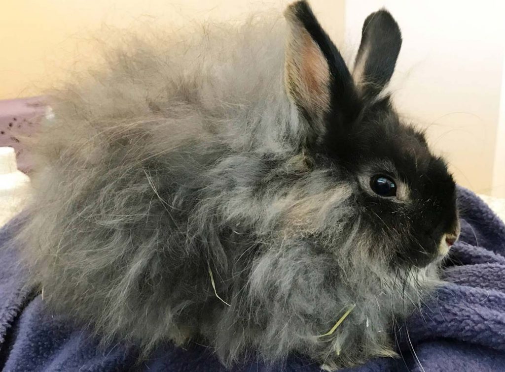 belgian dwarf rabbit