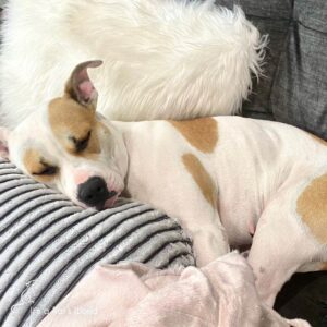pit bull terrier mix snoozing on a couch