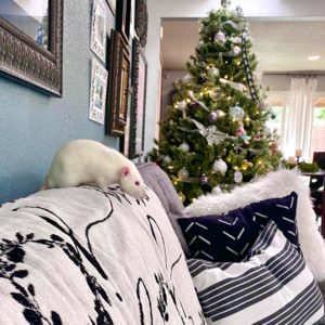 rat perched on back of couch