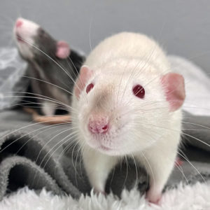 two rats standing on fleece on carpet