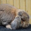 brown rabbit lying down seeming to sniff the carpet