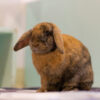 orange and brown lop rabbit sitting on carpet in house