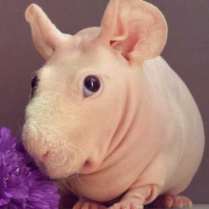 Ludwik the hairless guinea pig by flower