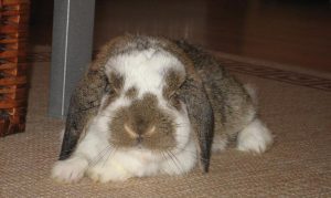 Mini Lop lying down