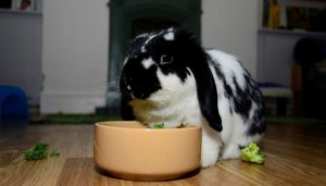 Mini Lop by food bowl