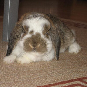 Mini Lop rabbit lying down on carpet beside leg of furniture