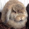 two Mini Lop rabbits side by side