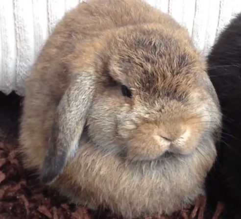 long haired floppy eared rabbit